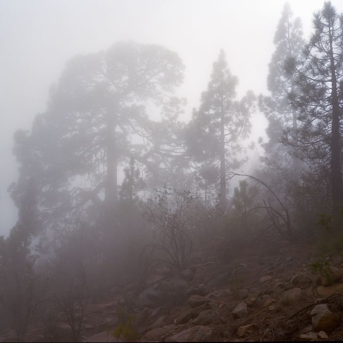 Teneriffa, Nebel in den Bergen (Normalobjektiv!)