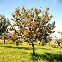 Apfelbaum im Schwarzwald (2006)