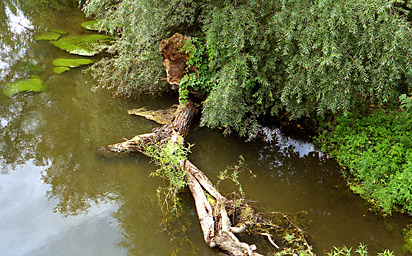 Karlsruhe, Flussufer Nähe Rheinhafen (Juli 2006)
